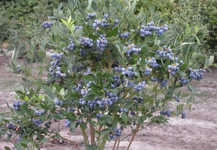 northern highbush blueberry